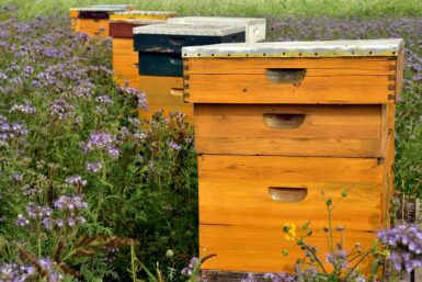 Image de ruches dans des fleurs