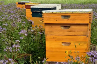 Image de ruches dans des fleurs