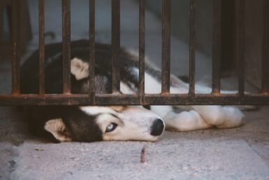 photo chien en cage