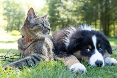 photo d'un chien avec un chat